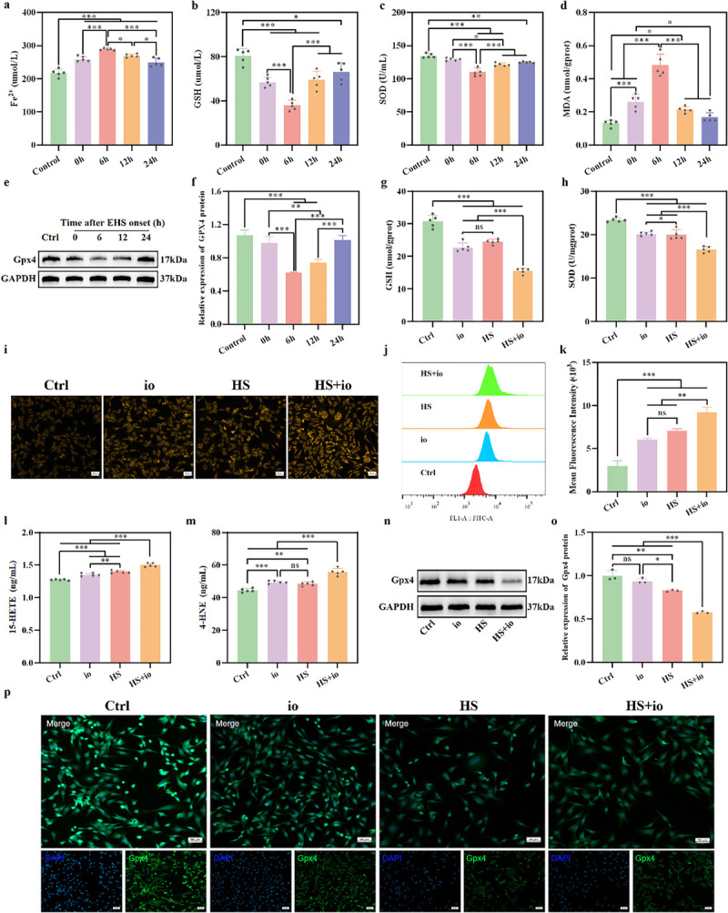 INHIBITING ALOX15 PREVENTS MYOCARDIAL INJURY INDUCED BY EXERTIONAL HEAT STROKE.
