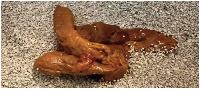 Feline enteropathogens and molecular diagnostics: benefits, limitations and clinical applications.
