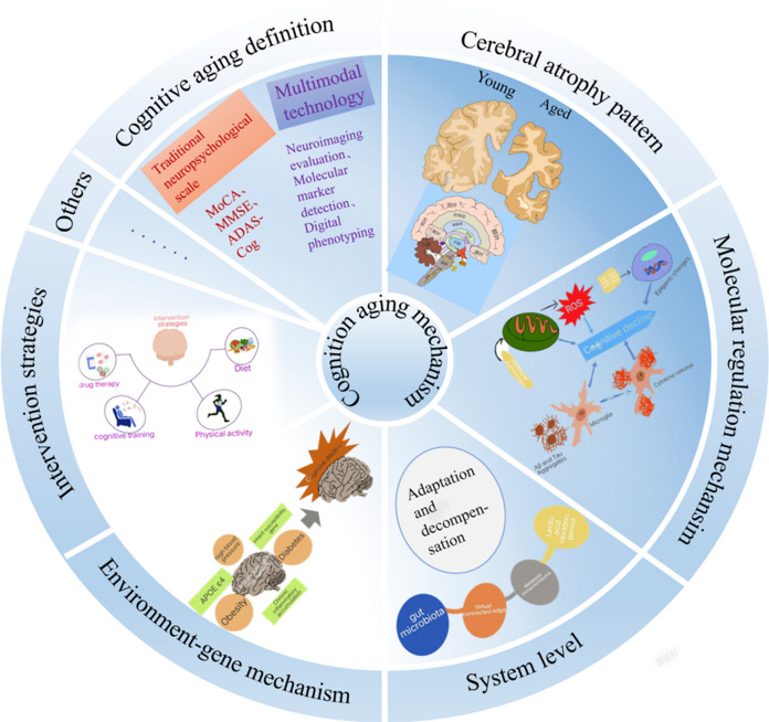 Advancements in the investigation of the mechanisms underlying cognitive aging.
