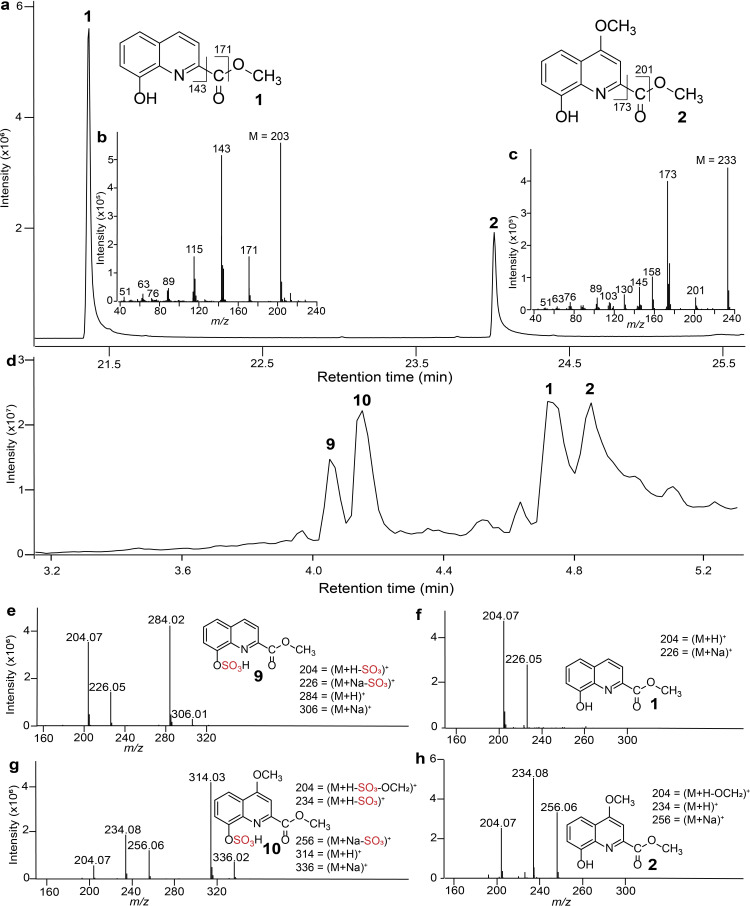 Glandular quinoline-derivates protect crustacean woodlice from spider predation.