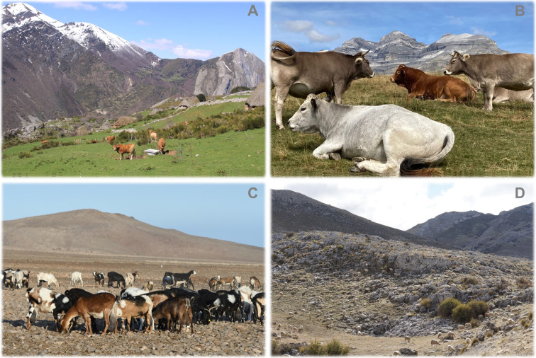 Farmer perceptions of the vulnerabilities of traditional livestock farming systems under global change