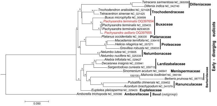 Characterization of the complete chloroplast genomes of two <i>Pachysandra</i> species in the family Buxaceae.