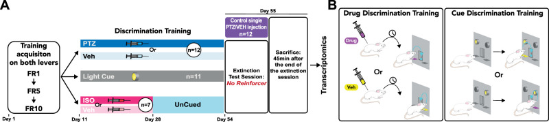 The Use of Internal States to Guide Behavior Is Associated with Functional Engagement of the Anterior Insula in Male Rats.