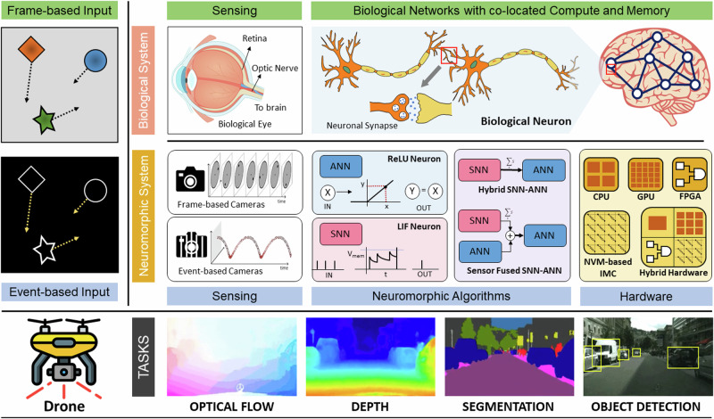 Neuromorphic computing for robotic vision: algorithms to hardware advances.