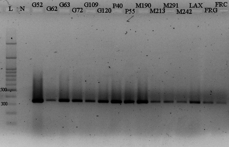 Polyphasic characterization and mating type allele distribution of Monilinia laxa in Iranian stone fruit orchards.