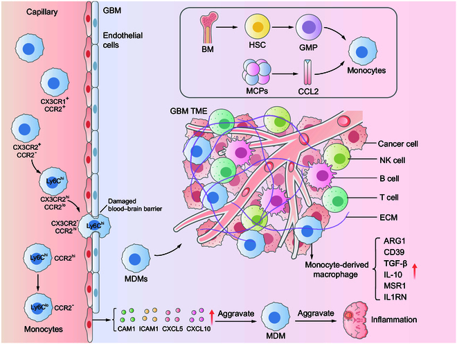 New Insights into Monocyte-Derived Macrophages in Glioblastoma.