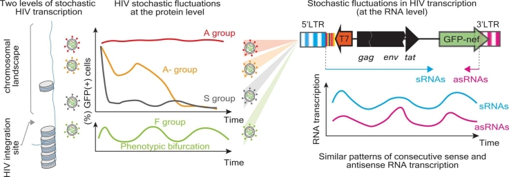 The influence of HIV sense and antisense transcripts on stochastic HIV transcription and reactivation.