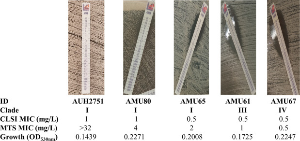 Evaluation of the MIC test strips for antifungal susceptibility testing of <i>Candidozyma auris</i> (<i>Candida auris</i>) using a representative international collection of isolates.