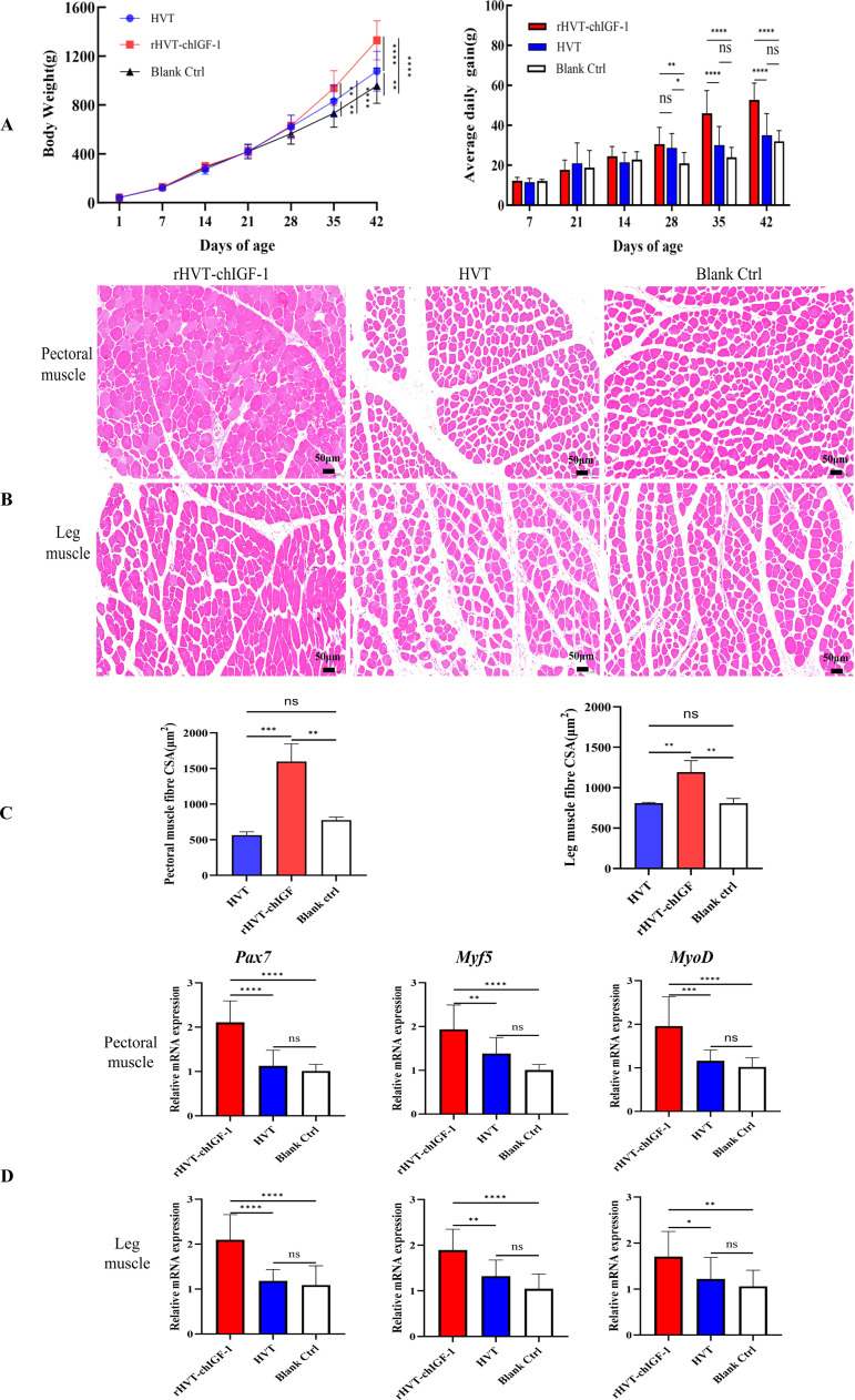 HVT-delivered chicken IGF-1 improves growth performance in broilers.