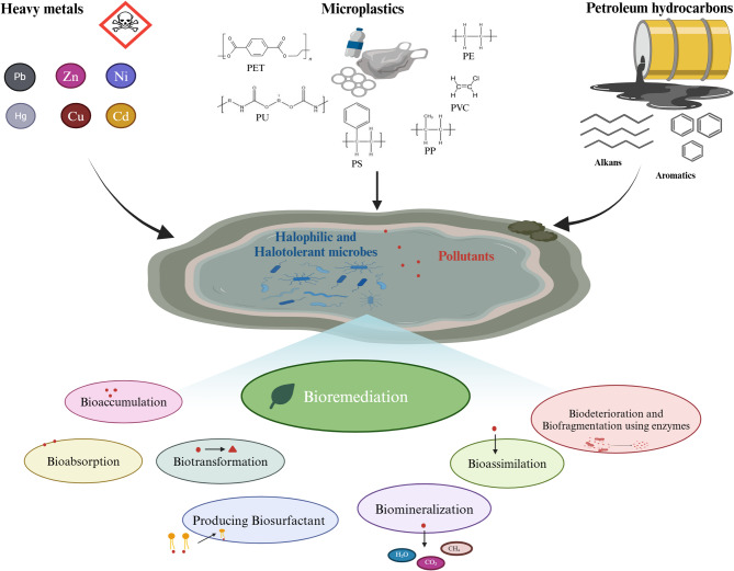 Innovative approaches in bioremediation: the role of halophilic microorganisms in mitigating hydrocarbons, toxic metals, and microplastics in hypersaline environments.