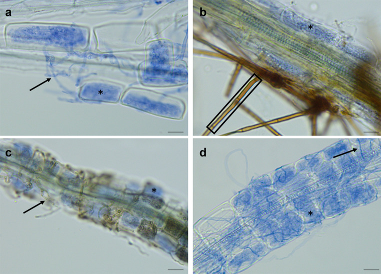 Ericoid mycorrhizal growth response is influenced by host plant phylogeny.