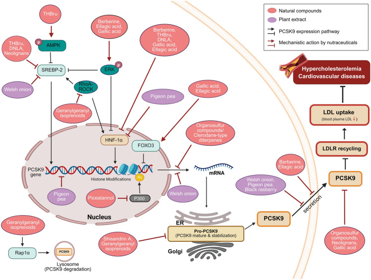 Regulatory mechanisms of hepatocyte PCSK9 expression: translating mechanistic insights into potential nutraceuticals.