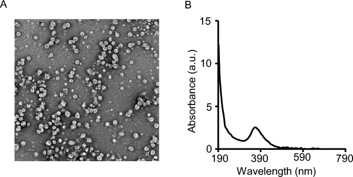 Radiation activated photodynamic therapy (radioPDT) induces lipid peroxidation and vascular mediated tumor regression of prostate cancer.
