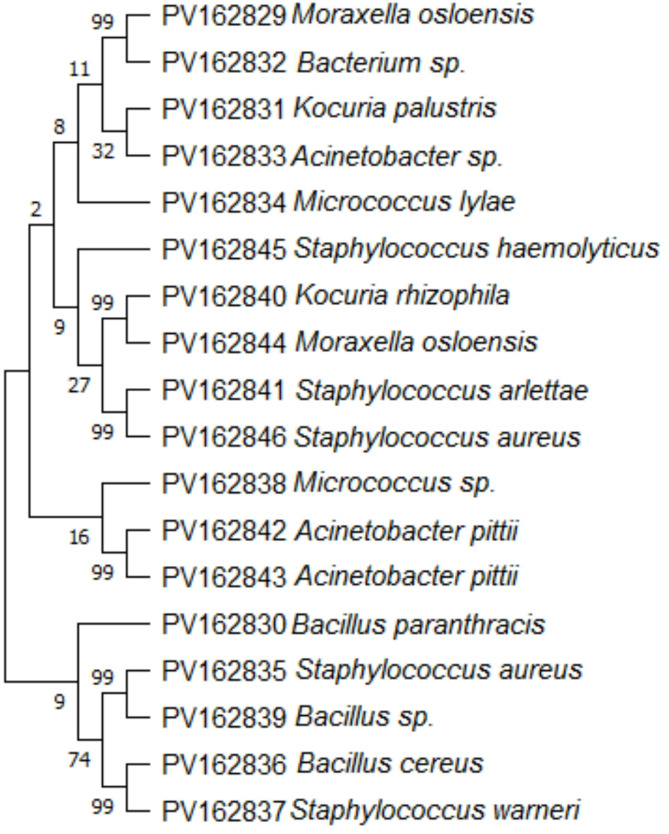 Microbial diversity in cutaneous leishmaniasis lesions and potential implications for disease progression and treatment outcomes.