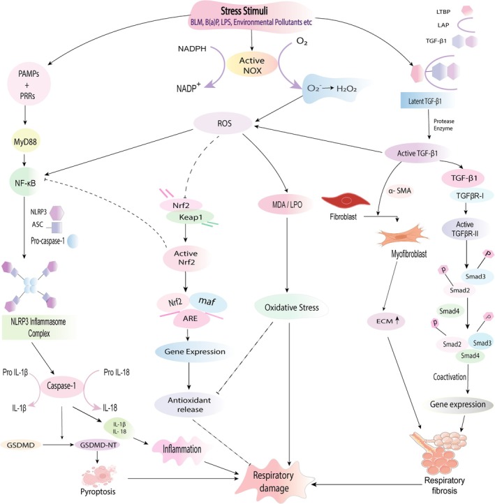 Mangiferin Against Respiratory Diseases: Pharmacological Targets and Prospects.