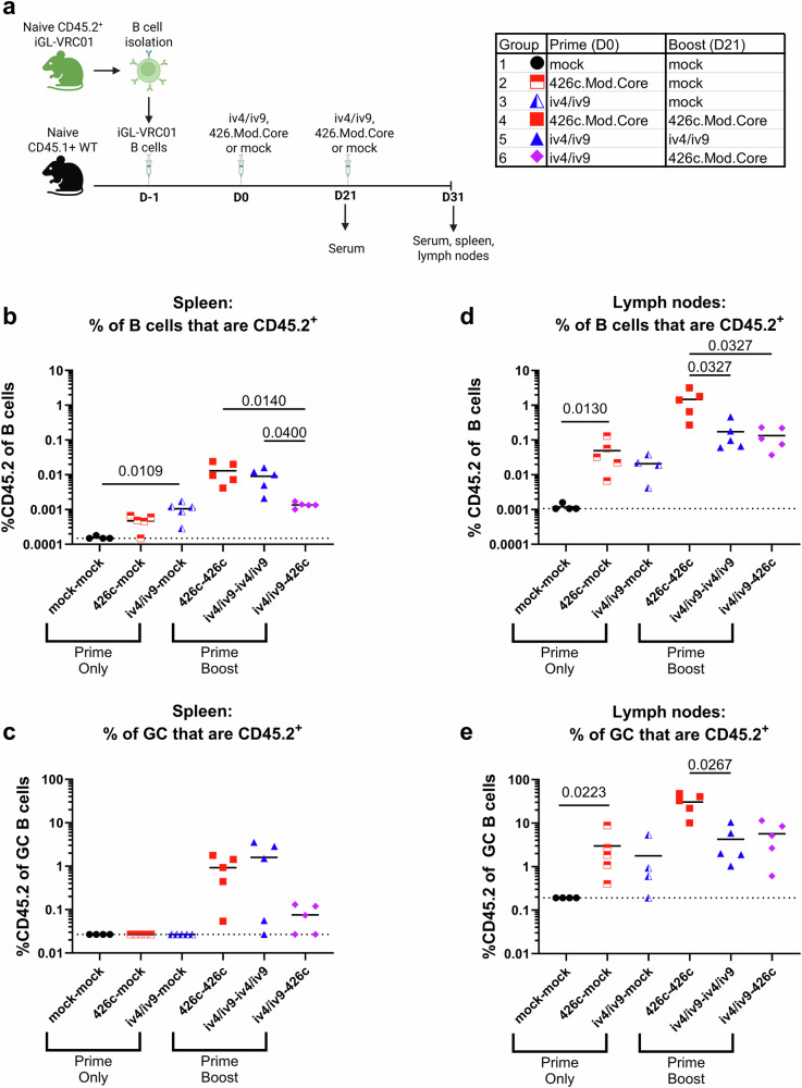 Priming VRC01-precursor B cells with non-envelope immunogens disfavors boosting with HIV-1 envelope.