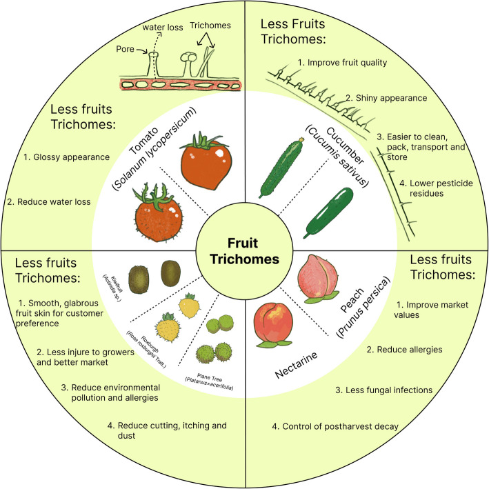 The role, regulation and application of plant fruit trichomes.