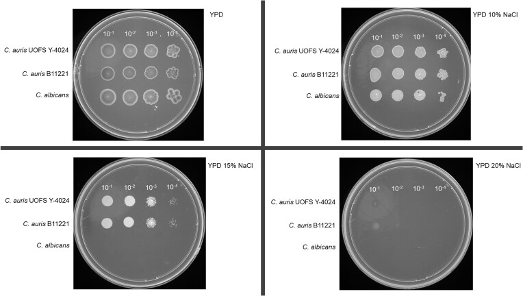 Brown locusts, Locustana pardalina, host fluconazole-resistant Candidozyma (Candida) auris, closely related to Clade III clinical strains.
