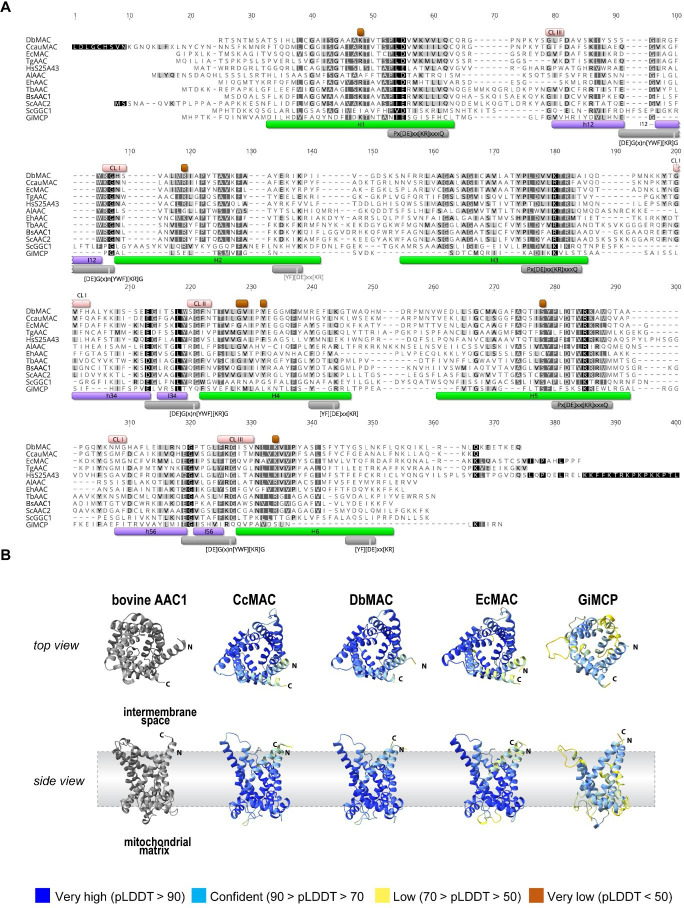 Selective loss of ATP carriers in favour of SLC25A43 orthologues in metamonad mitochondria adapted to anaerobiosis.
