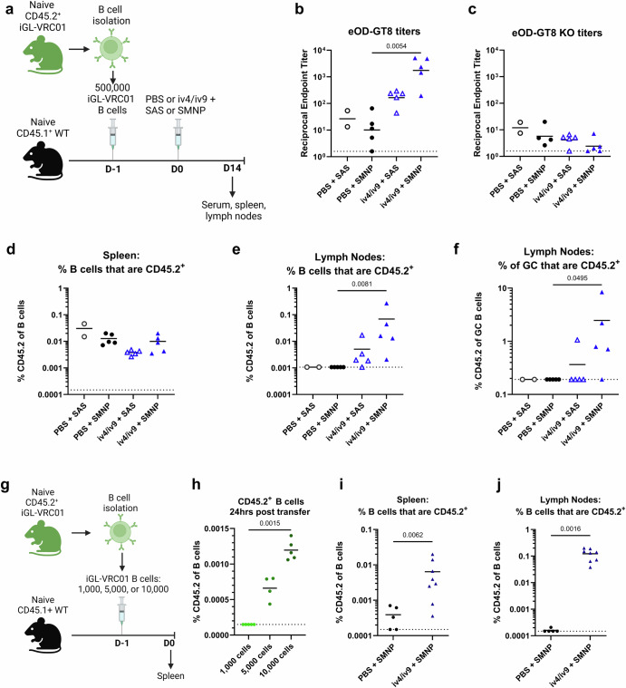 Priming VRC01-precursor B cells with non-envelope immunogens disfavors boosting with HIV-1 envelope.