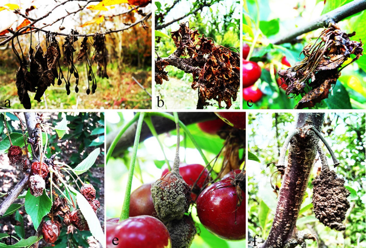 Polyphasic characterization and mating type allele distribution of Monilinia laxa in Iranian stone fruit orchards.
