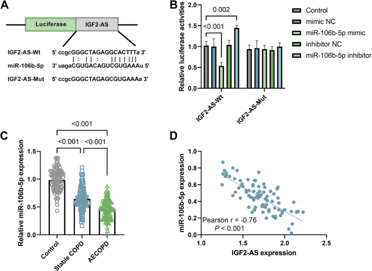 LncRNA IGF2-AS serves as a miR-106b-5p sponge to induce apoptosis and inflammatory reaction of bronchial epithelial cells in COPD.