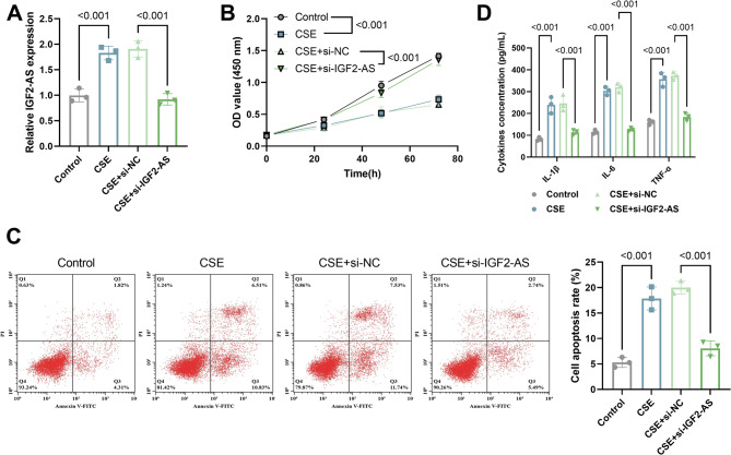 LncRNA IGF2-AS serves as a miR-106b-5p sponge to induce apoptosis and inflammatory reaction of bronchial epithelial cells in COPD.
