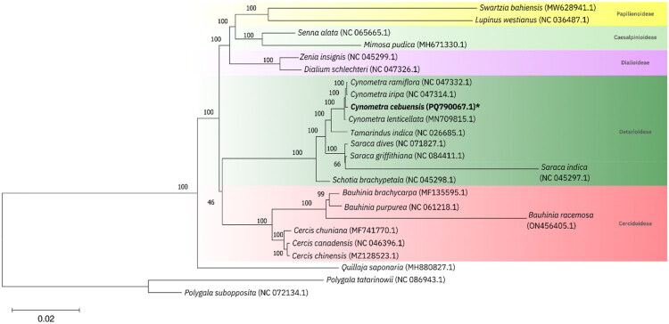 The complete chloroplast genome of <i>Cynometra cebuensis</i> F. Seid. (Fabaceae), a critically endangered endemic plant from Cebu, Philippines.