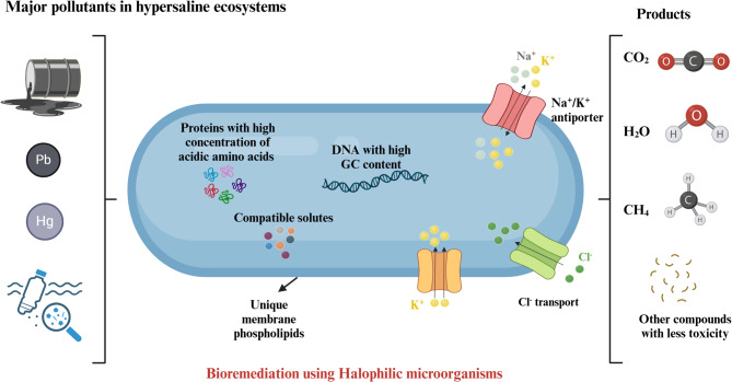 Innovative approaches in bioremediation: the role of halophilic microorganisms in mitigating hydrocarbons, toxic metals, and microplastics in hypersaline environments.