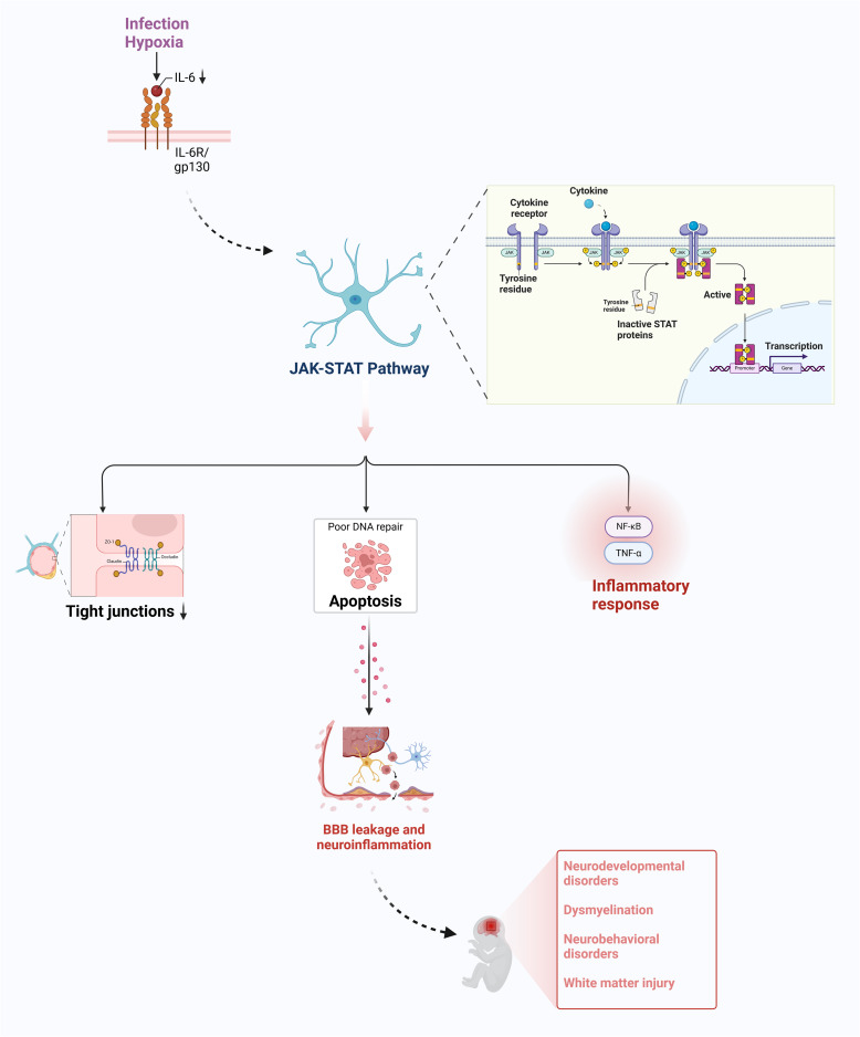 Role of astrocytes in the pathogenesis of perinatal brain injury.