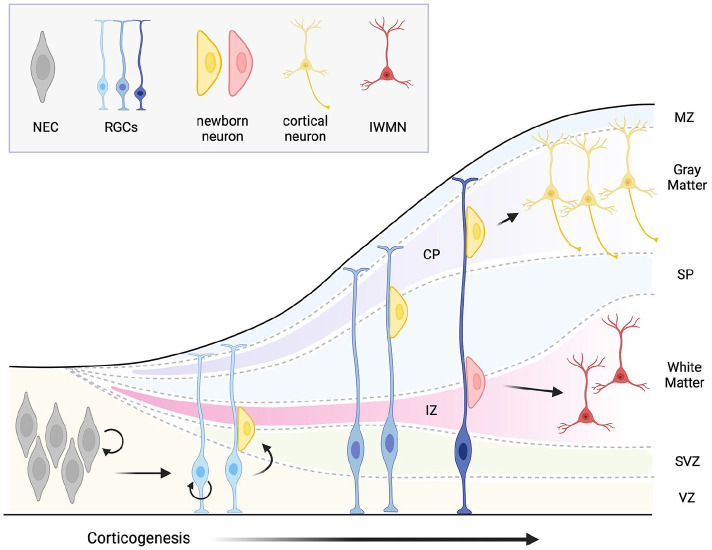 Hidden in the white matter: Current views on interstitial white matter neurons.