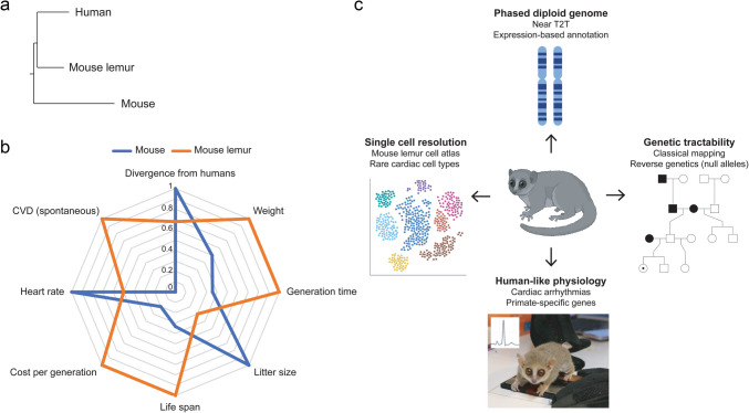 Beyond the Mouse: The Mouse Lemur as a New Primate Model for Cardiovascular Research.