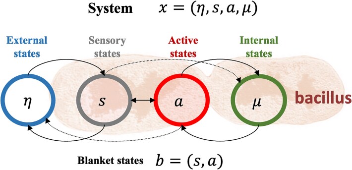 Deep computational neurophenomenology: a methodological framework for investigating the how of experience.