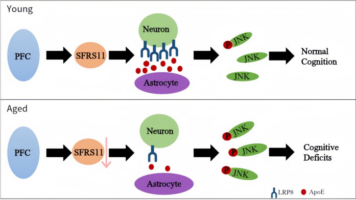 Advancements in the investigation of the mechanisms underlying cognitive aging.