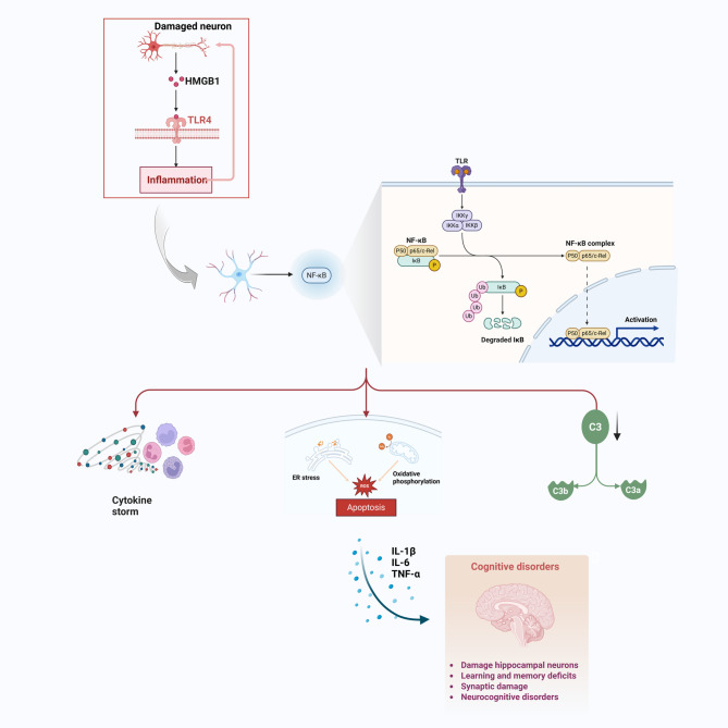 Role of astrocytes in the pathogenesis of perinatal brain injury.