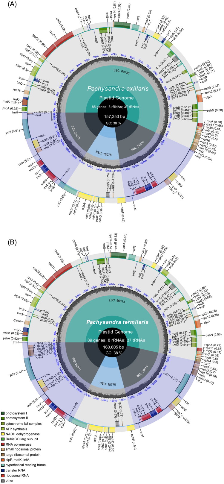 Characterization of the complete chloroplast genomes of two <i>Pachysandra</i> species in the family Buxaceae.