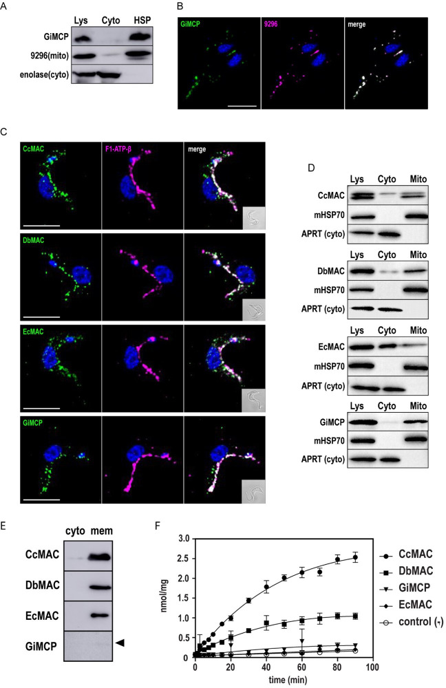 Selective loss of ATP carriers in favour of SLC25A43 orthologues in metamonad mitochondria adapted to anaerobiosis.