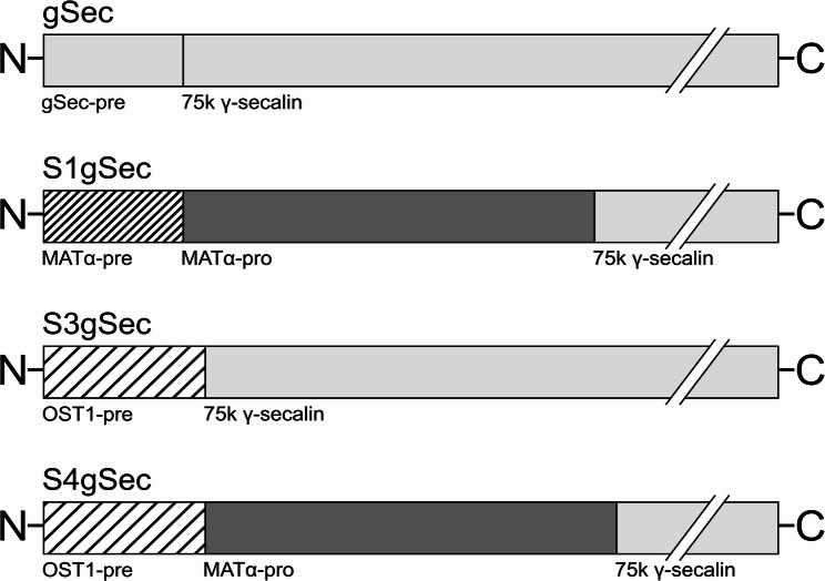 Higher induction temperatures and the native secretion signal peptide promote rye prolamin 75k γ-secalin production in Komagataella phaffii.