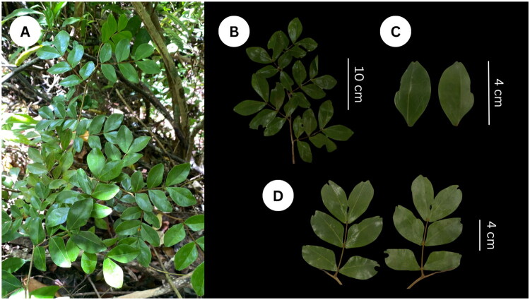 The complete chloroplast genome of <i>Cynometra cebuensis</i> F. Seid. (Fabaceae), a critically endangered endemic plant from Cebu, Philippines.
