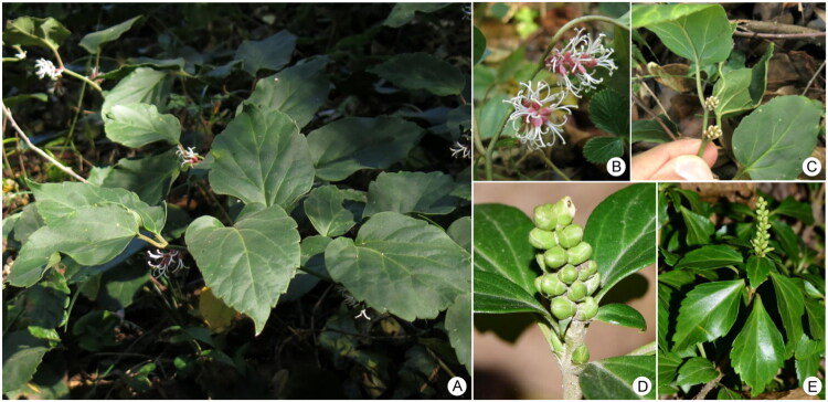 Characterization of the complete chloroplast genomes of two <i>Pachysandra</i> species in the family Buxaceae.