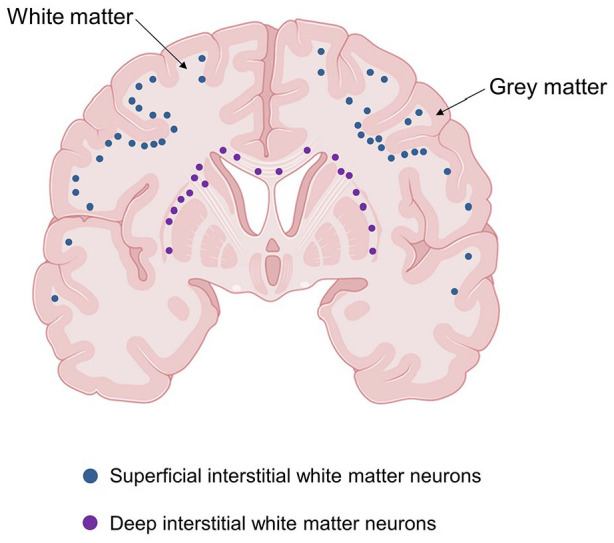 Hidden in the white matter: Current views on interstitial white matter neurons.