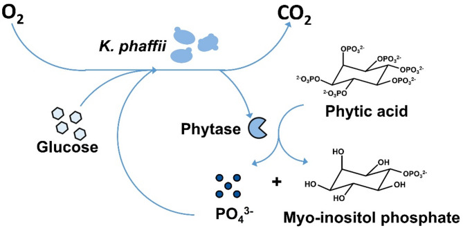 Primary high-throughput screening of engineered phytases by online monitoring of the oxygen transfer rate of Komagataella phaffii.