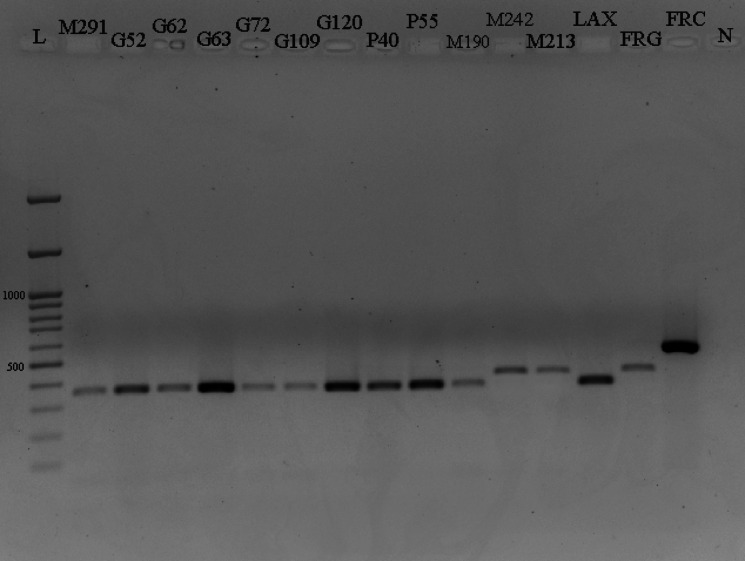 Polyphasic characterization and mating type allele distribution of Monilinia laxa in Iranian stone fruit orchards.