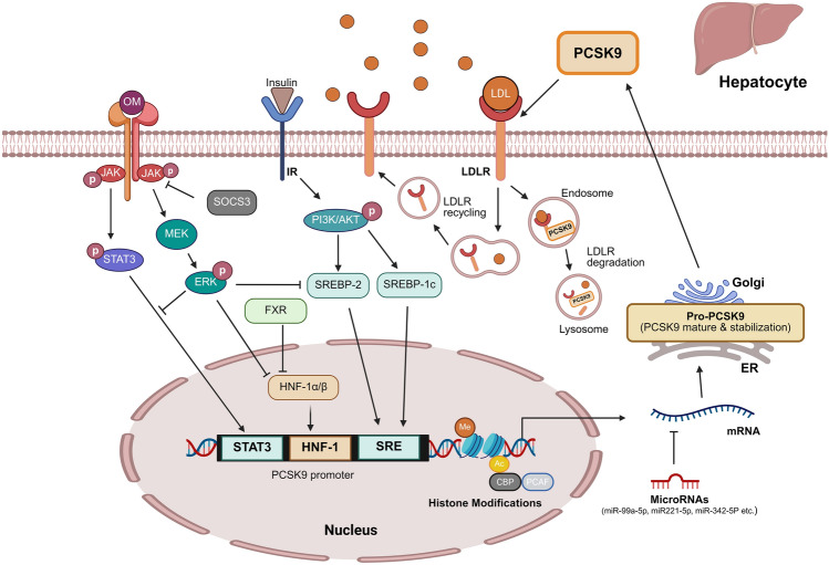 Regulatory mechanisms of hepatocyte PCSK9 expression: translating mechanistic insights into potential nutraceuticals.