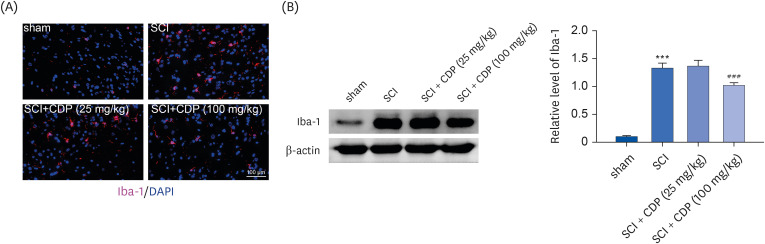<i>Cistanche deserticola</i> polysaccharide alleviates spinal cord injury in mice by inhibiting NLRP3 inflammasome activation.
