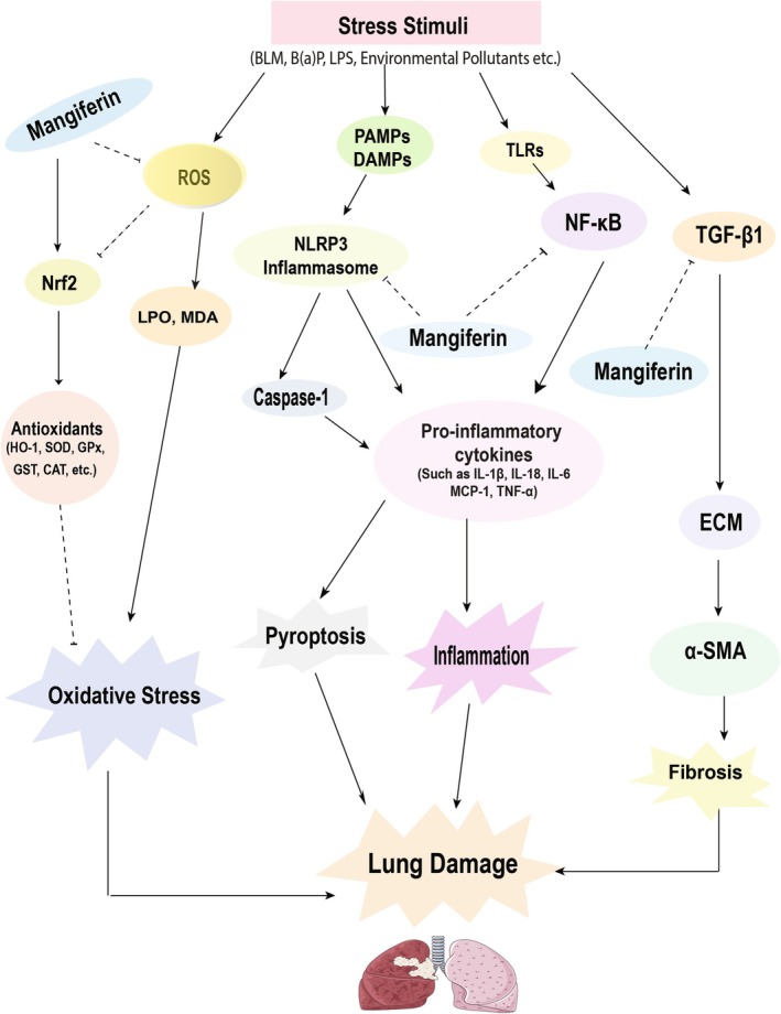 Mangiferin Against Respiratory Diseases: Pharmacological Targets and Prospects.