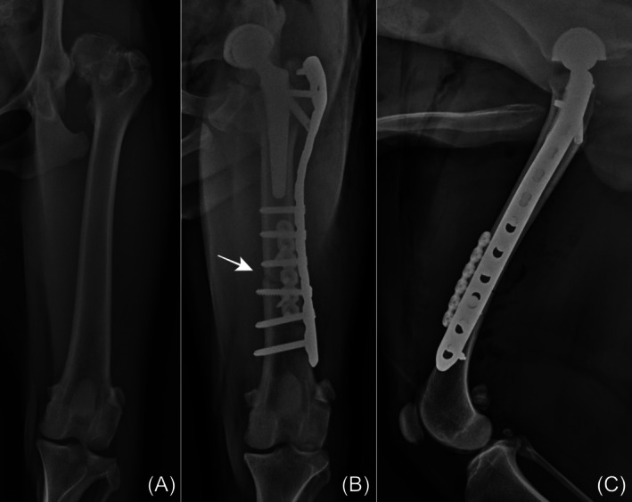 Distal femoral shortening osteotomy for managing irreducible hips during total hip replacement in four dogs with severe luxoid hips.