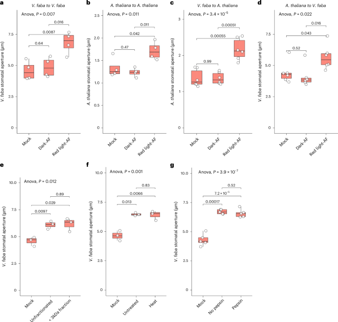 Apoplastic metabolomics reveals sugars as mesophyll messengers regulating guard cell ion transport under red light
