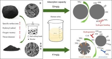Ball-milling tailored corn straw biochar: A dramatic shift from physical to chemical adsorption dominance for enhanced ammonia nitrogen removal in source-separated urine