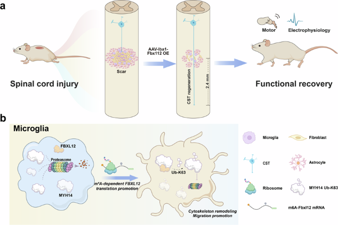 F-box/LRR-repeat protein 12 reorchestrated microglia to inhibit scarring and achieve adult spinal cord injury repair.